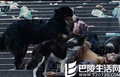 大娘遭上百条流浪狗袭击活吃 大娘遭上百条流浪狗袭击活吃