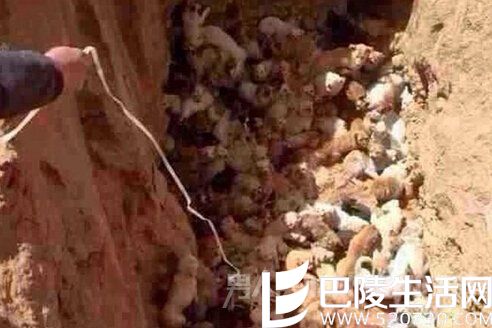 百条流浪狗 百条流浪狗