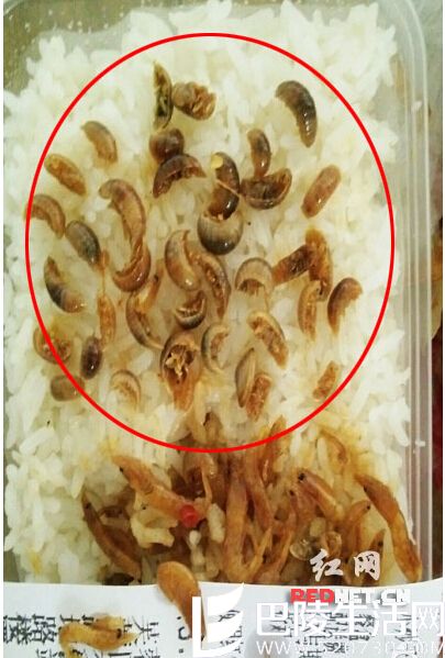 河虾吃出38条水虫