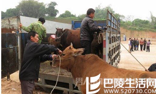 盗窃团伙海南盗牛 盗窃团伙海南盗牛