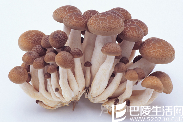 蘑菇不能和茄子、小米、大黄米同食