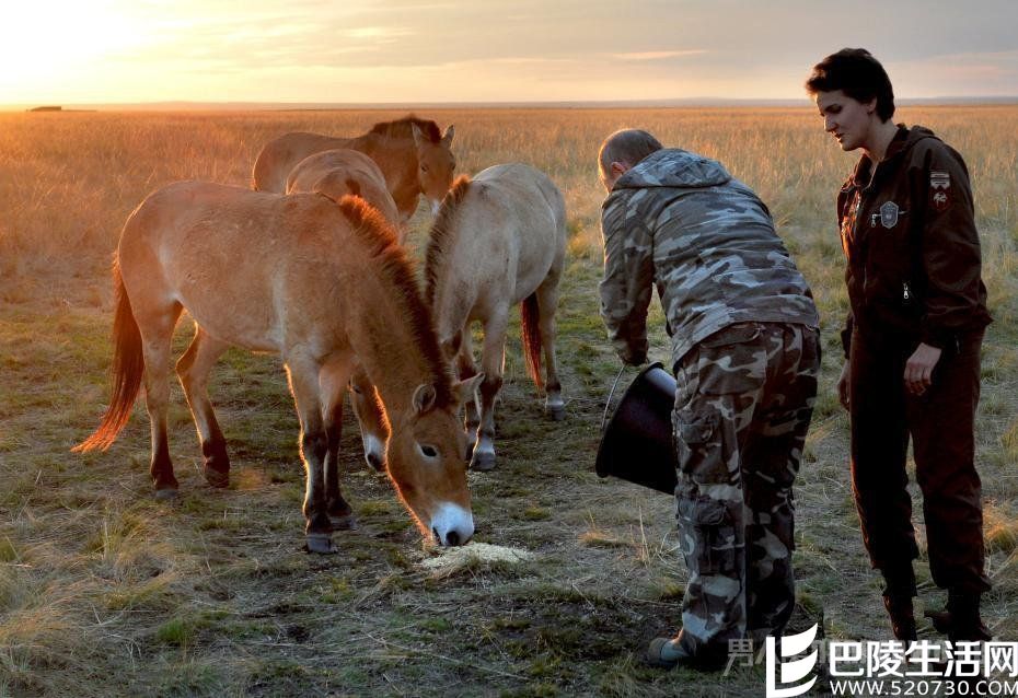俄罗斯总统普京喂马 俄罗斯总统普京喂马