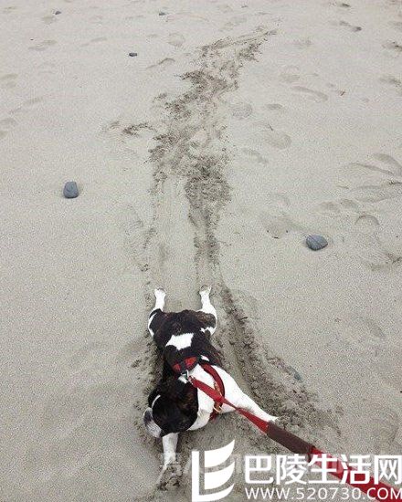 主人，我不想离开沙滩啊~~~