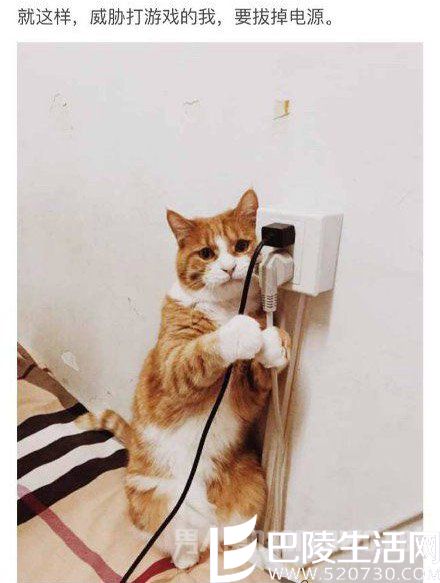 主人，我饿了，再不给我弄吃的，我就拔电源了