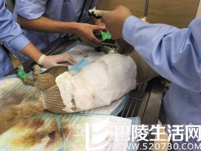 流浪狗被残忍泼热油