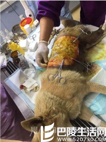 正在包扎的露露