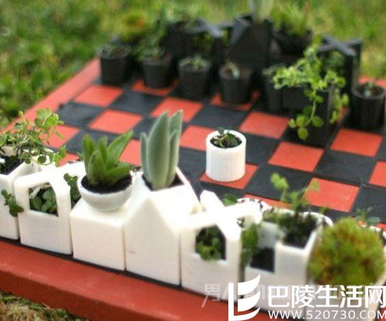 多肉做的国际象棋