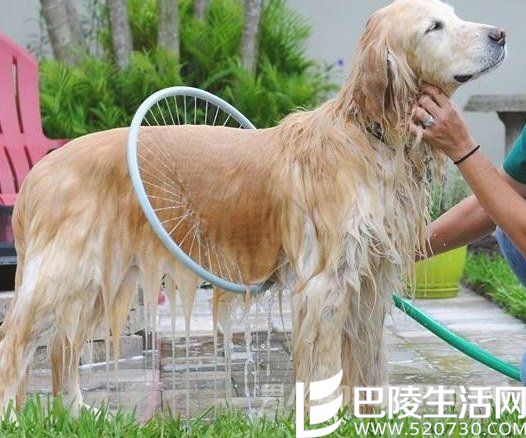 360度狗狗洗澡喷头