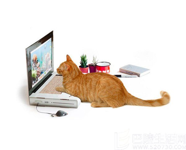 笔记本电脑一样的猫抓板
