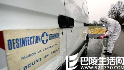 H5N8型禽流感病毒来袭