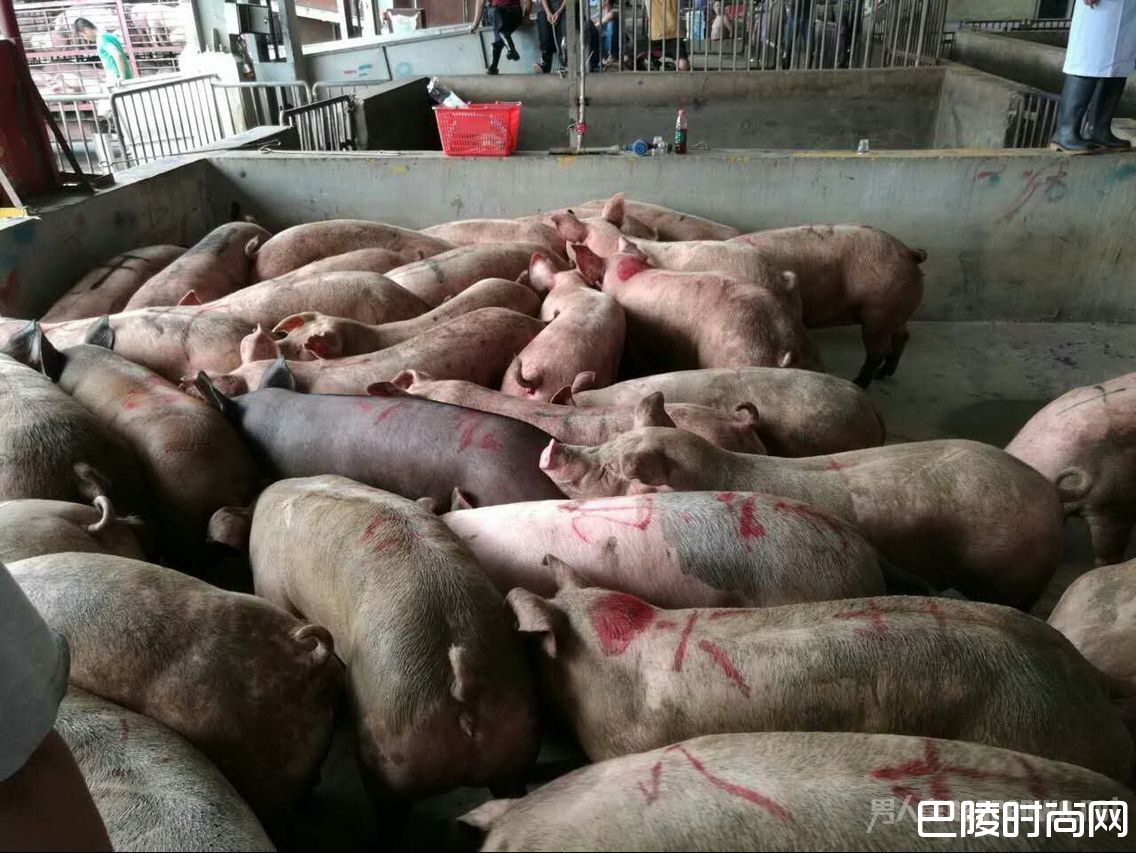 深圳查获私宰猪肉2.6万斤