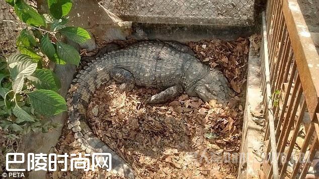 要被剥皮的鳄鱼