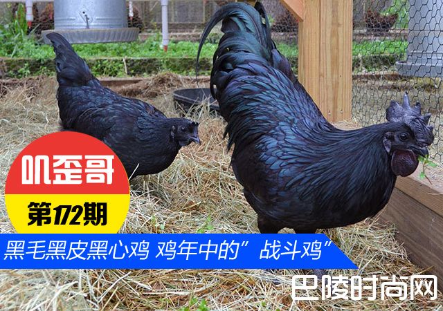 鸡中“战斗鸡”内脏都黑