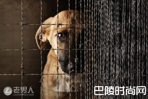 习得性无助是什么