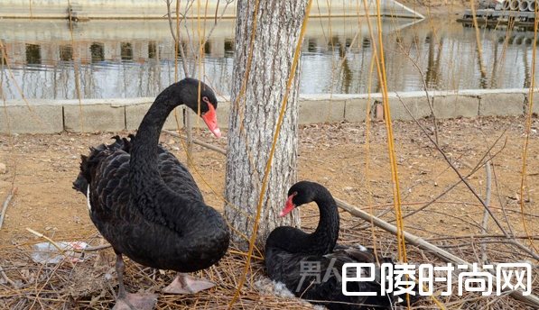 鹅父母4天不吃不喝寻蛋