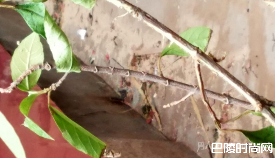 女方坠亡的地方,墙上还残留着血迹 女方坠亡的地方,墙上还残留着血迹