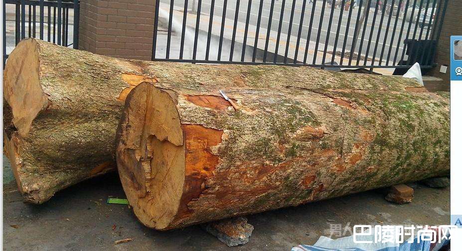 烂木头仅值一万元