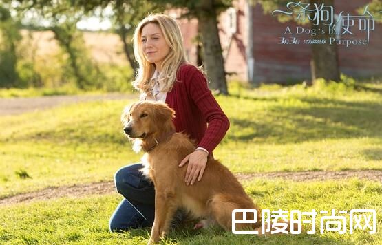 电影一条狗的使命曝光终极预告视频 国内上映是什么时候