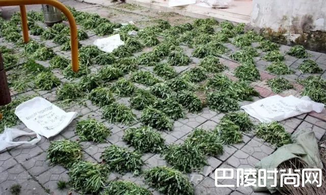 老太的罂粟园 老太的罂粟园