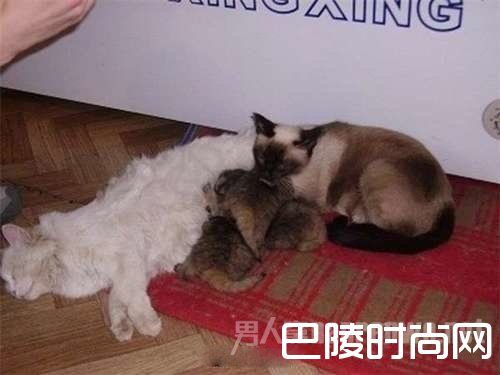 猫咪给牠们喂奶