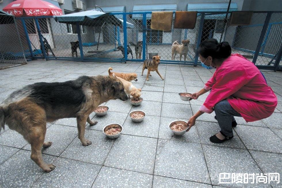 喂养流浪狗