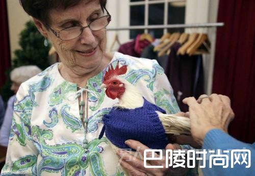 鸡穿上毛衣
