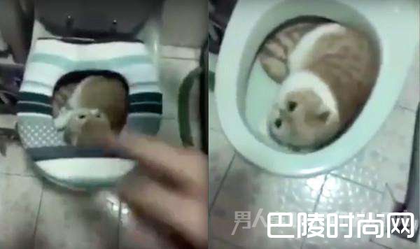 躲进马桶睡觉的猫