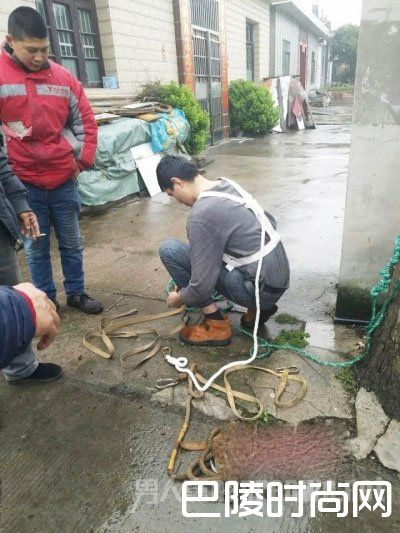 志愿者救援小猫