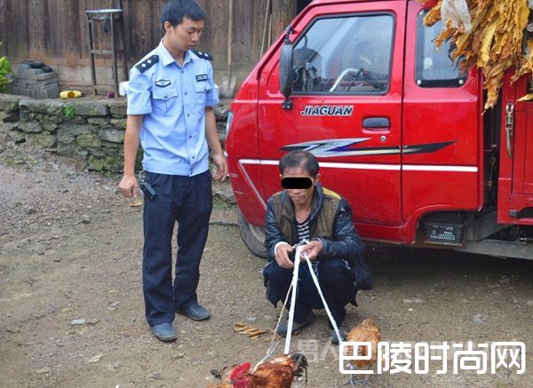 偷鸡被抓