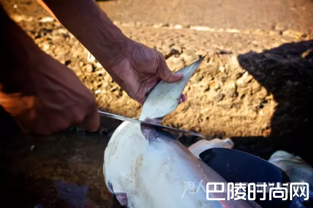 一个渔民在割鱼翅
