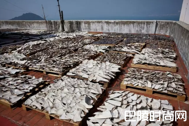 暴晒鱼翅 暴晒鱼翅