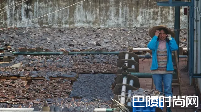 暴晒鱼翅 暴晒鱼翅