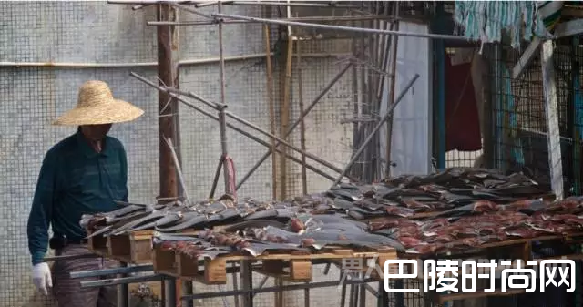 香港工人在检查鱼翅 香港工人在检查鱼翅