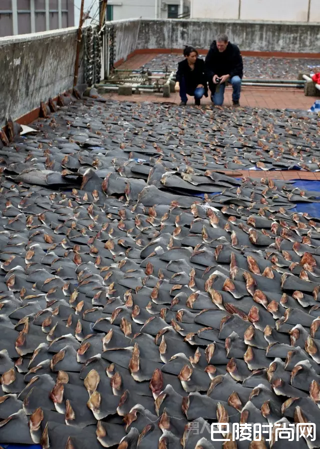 香港楼顶暴晒的鱼翅 香港楼顶暴晒的鱼翅
