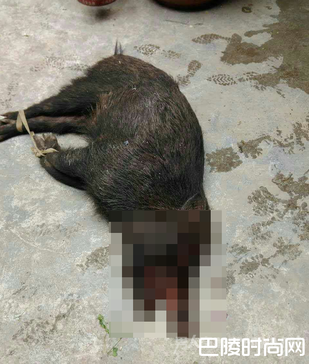被杀死的野猪