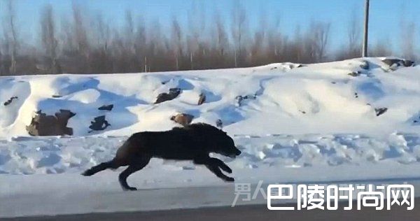 黑狼高速公路上与车赛跑