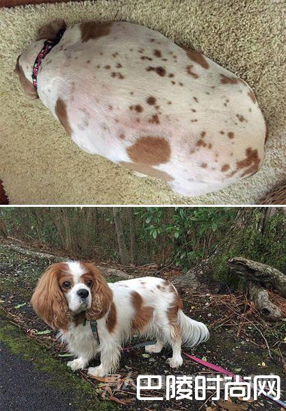 阿比减肥前后对比