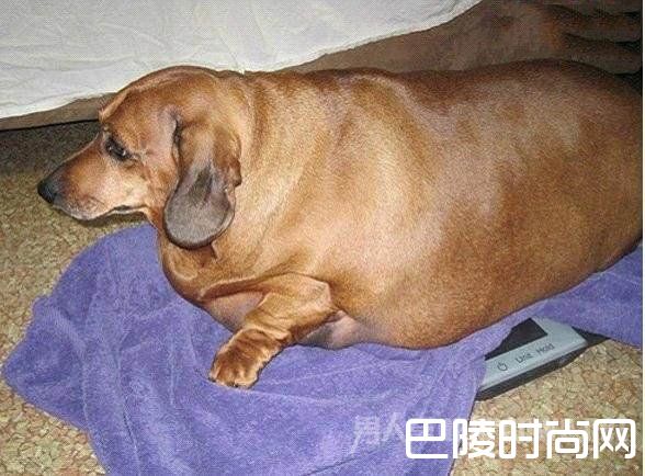 肥胖的宠物狗
