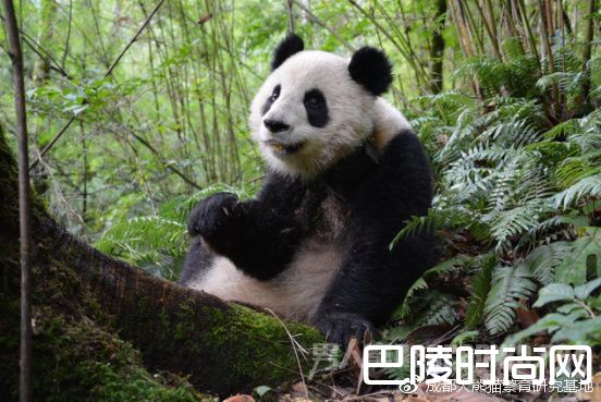 倩倩在石棉栗子坪自然保护区