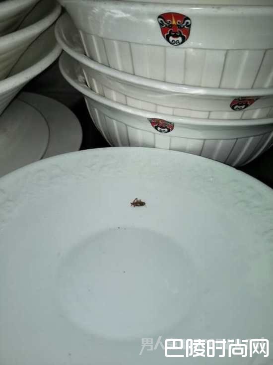 餐盘上的蟑螂