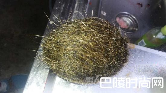 市民欧先生从猪体内得到的“毛球”