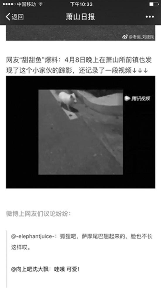 野生白狐闯入高中