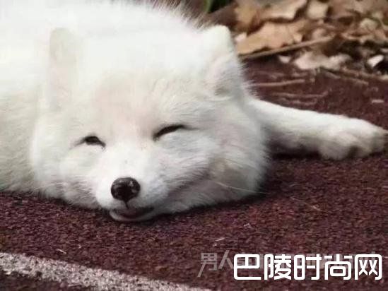 高中惊现北极白狐