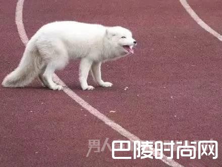 野生白狐闯入高中