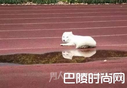 高中惊现北极白狐