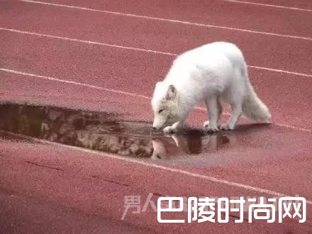 野生白狐闯入高中