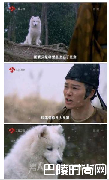 白狐和萨摩都分不清