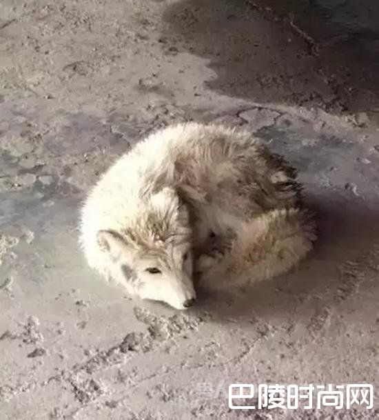 野生白狐下落不明