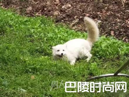 野生白狐闯入高中