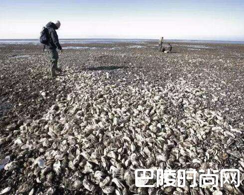 丹麦生蚝泛滥成灾